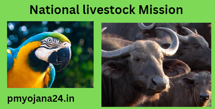 National livestock Mission